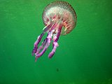 2013-06-13 11-20-40 Steven